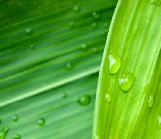 Zöldebb várost növényekkel vízcsepp