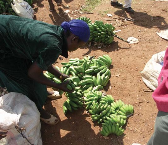 Egyforma? – Fair trade, UTZ, Rainforest 3.r. Banánt termelő