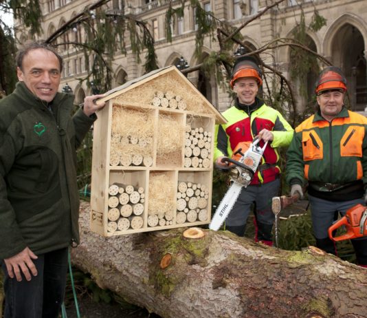 Karácsonyfa hotel várja a rovarokat Bécsben
