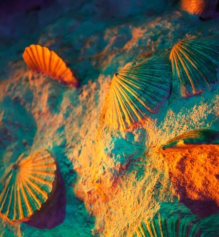 A klímaváltozás csökkenti a tengerek oxigénellátását is