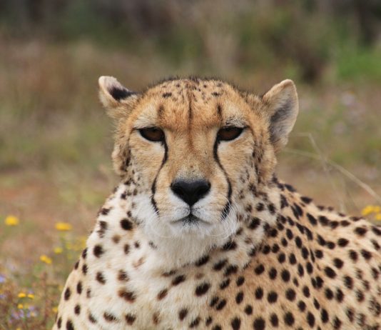 A gepárd az állatvilág Ferrarija, kevés CO2 kibocsájtással:-) CO2 kibocsájtás