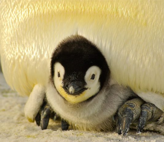 A sebezhető Antarktisz