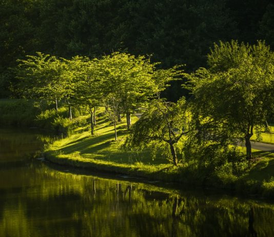 Fenntartható favágás-fenntartható erdőgazdálkodás Fenntartható favágás-fenntartható gazdálkodás