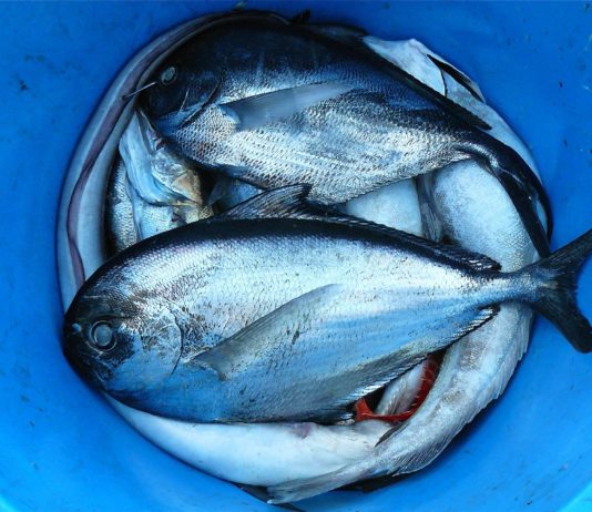 Egészséges táplálkozás-a tenger lehetőségei Egészséges táplálkozás-a tenger lehetőségei