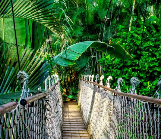 Erdők – mindörökké Erdők - mindörökké