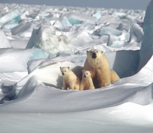 Növényi DNS-ek gyűjteménye: Magbank az Északi-sarkkörön növényi DNS magbank az Északi-Sarkkörön