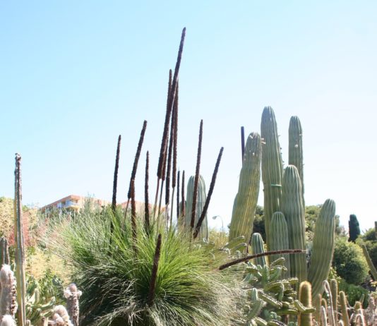 Kaktuszból energia Kaktuszból energiát