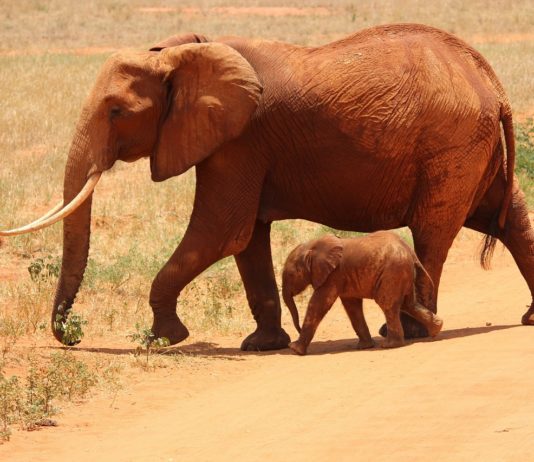 Tilos a nejlonzacskó Kenyában Kenyában betiltották a nejlonzacskót