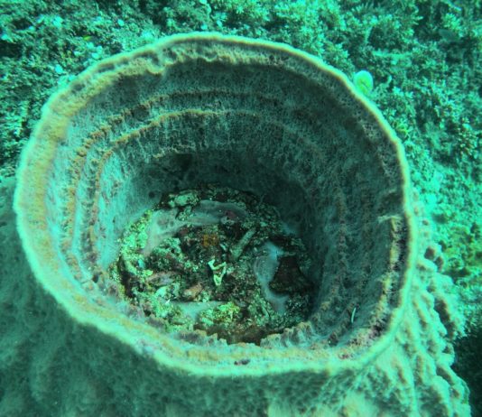 Szivacsok, a természetes szűrőberendezések Szivacs, a természetes szűrőberendezés