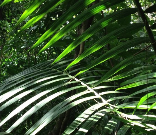 Az erdőirtás veszélyezteti a globális gazdaságot Az erdőirtás veszélyezteti a globális gazdaságot