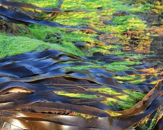 Tengeri hínár-megoldás a műanyagválságra A tengeri moszat a bioműanyag legjobb jelöltje