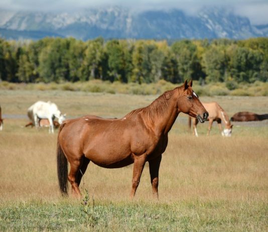 Intelligens nemzeti parkok – fenntarthatóság