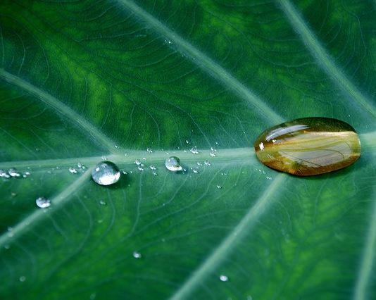 Az EP ösztönzi a víz újrahasznosítását a mezőgazdaságban
