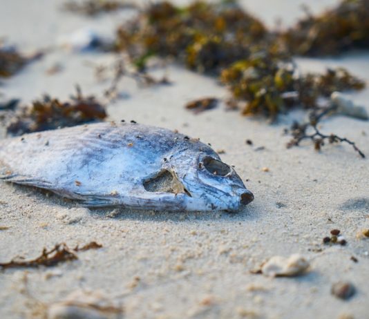 AZ EU megerősíti az együttműködést a klímaegyezmény aláíróival