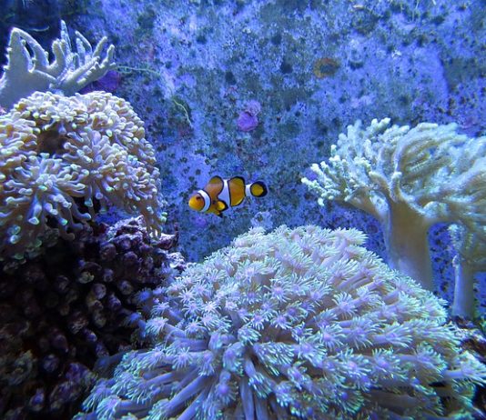 A világ korallzátonyai megmenthetők műholdakkal Korallzátonyok