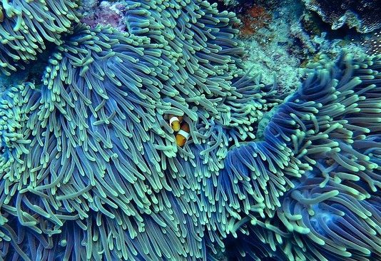 Melegedő tenger-eltűnő korallzátonyok Korallzátonyok feltérképezése műholddal