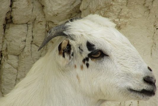 Állatvédelmi társadalmi párbeszéd indult Felelős állattartás