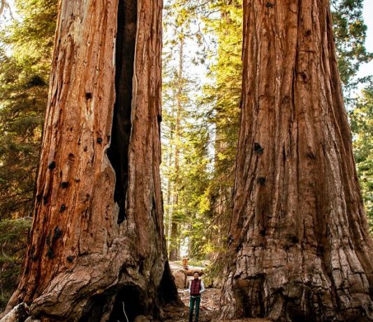 Hol vannak a világ legmagasabb fái? És miért fontosak? Égbe nyúló hatalmas, nagy fák