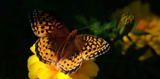 A természetvédelem is finanszírozási kérdés-nemzetközi kezdeményezés biodiverzitásra természet és üzlet