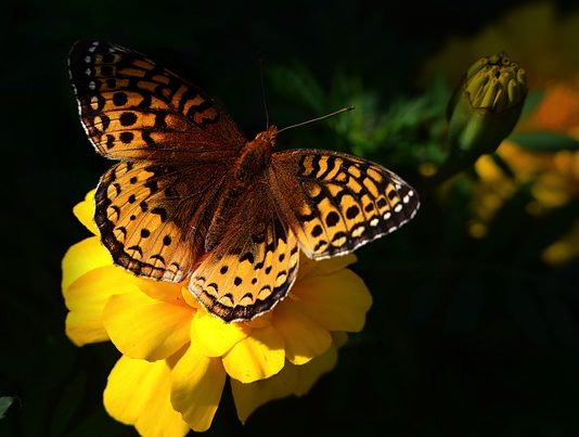 Éghajlatváltozás:a természetbe való befektetés versenyelőny az üzletnek természet és üzlet