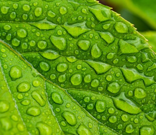 Párbeszéd indul zöld ügyekben Zöld konzultáció