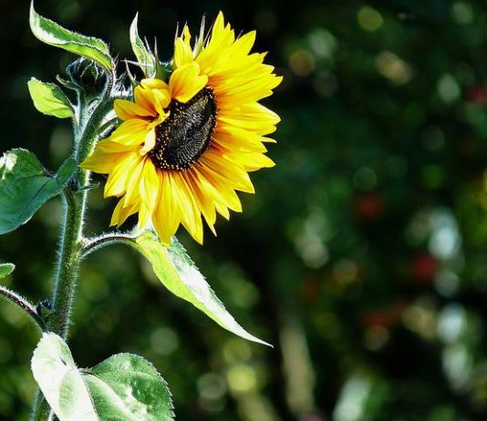 Mi lesz az ukrán napraforgóolaj nélkül- újra a pálmaolaj? napraforgóolaj hiány