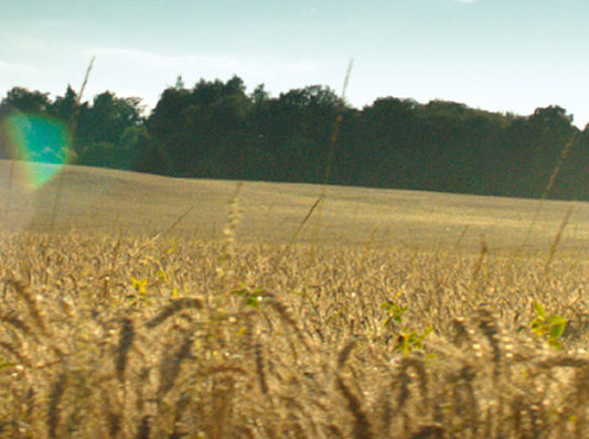 CSR Délután a Hipp-nél CSR Délután a HIPP-nél