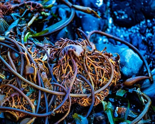 A tengeri moszat, mint fenntartható szuper élelmiszer, takarmány és üzemanyag Tengeri moszat, mint a fenntartható jövő megoldása