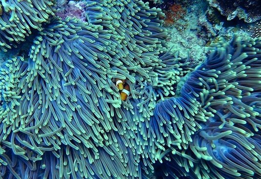 2023-ra 1 millió korallt akarnak „helyre állítani” Korallok helyreállítása