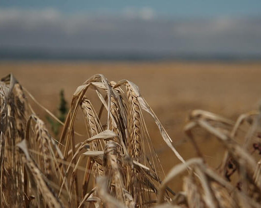 Indul a K&H agrár CO2 kalkulátor Fenntartható mezőgazdaság-CO2 kibocsájtása