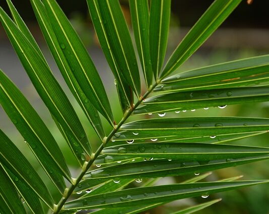 Zöld hetek az Auchanban Zöld hetek az Auchanban