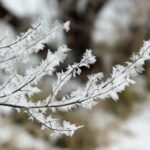 A fagyok és a szárazság együtt nagyon odaütött a gazdáknak