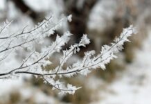 A fagyok és a szárazság együtt nagyon odaütött a gazdáknak