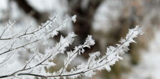A fagyok és a szárazság együtt nagyon odaütött a gazdáknak